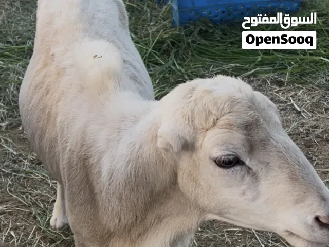 كبش فحل منتج من الحلال اليمني