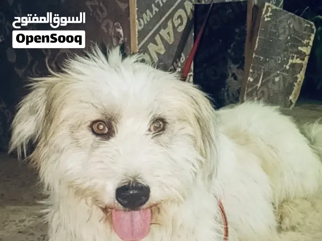 ...كلب جميل وصحة ممتازة، مناسب للعائلات ومحبي الكلاب.  المعلومات: الاسم: Rex العمر: مواليد 1/4/202