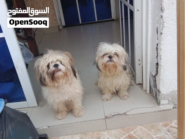كلاب للبيع