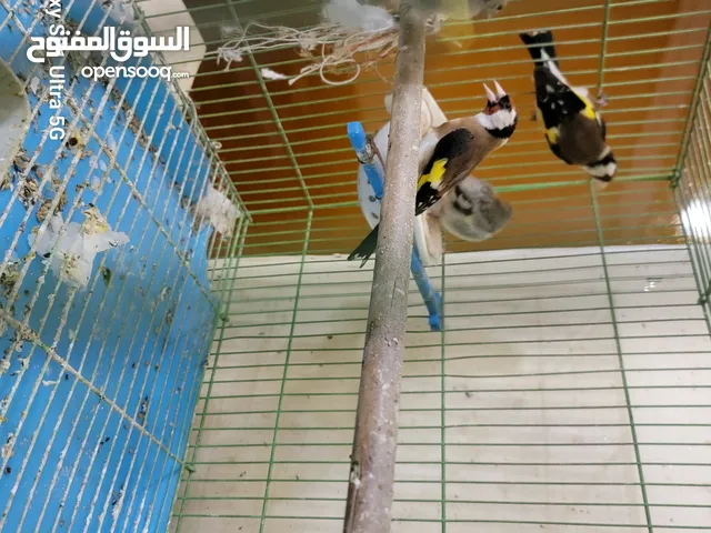 جوز حسون منتج تحتو فراخ محجلات للبيع اوللبدل على طيور