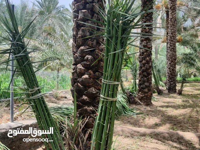 متوفر صرم مقلوع من النخلة الأم ابونارنجه وخنيزي وخصاب وحنضل من ولايه دماء والطائيين