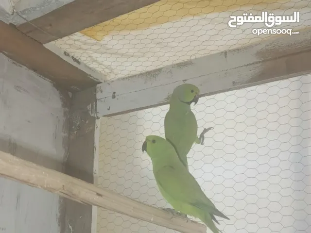 دره افريقي وحشي زوج تكاثر امايات اقره الوصف مهم