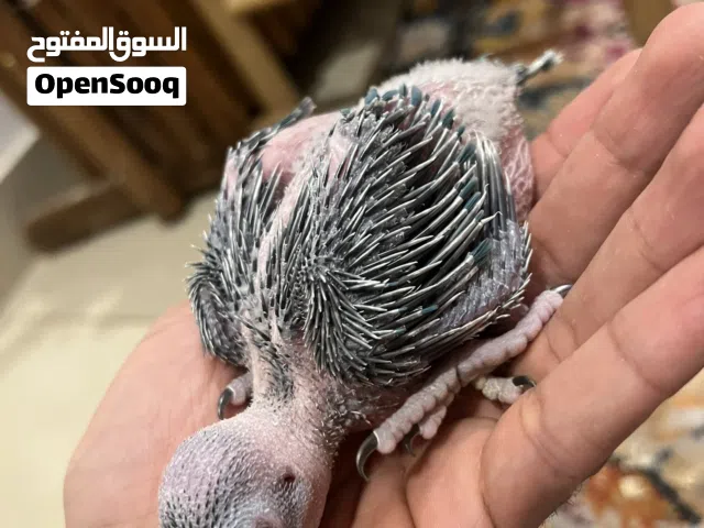 فروخ متوه و كروان ولف بيرد (عس) للبيع صحة ونظافة