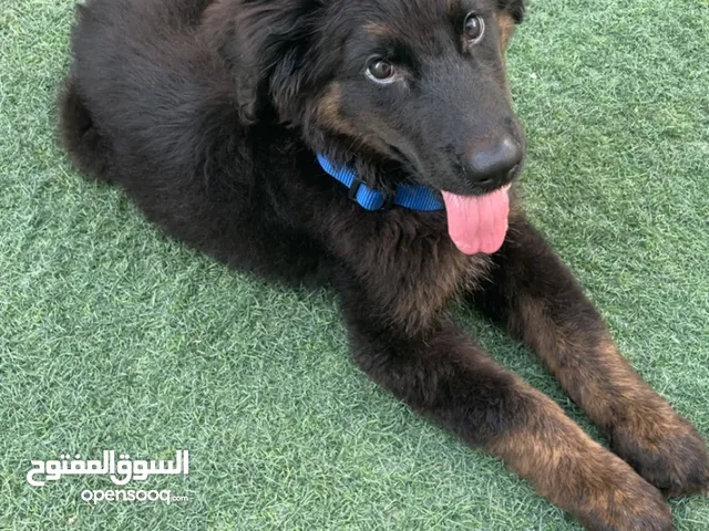 Black retriever/ golden retriever black كلب جولدن ريتريفر