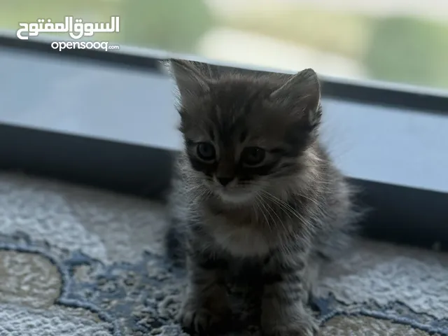 قطط شيرازي معاها رخصة قوية ورخيصة