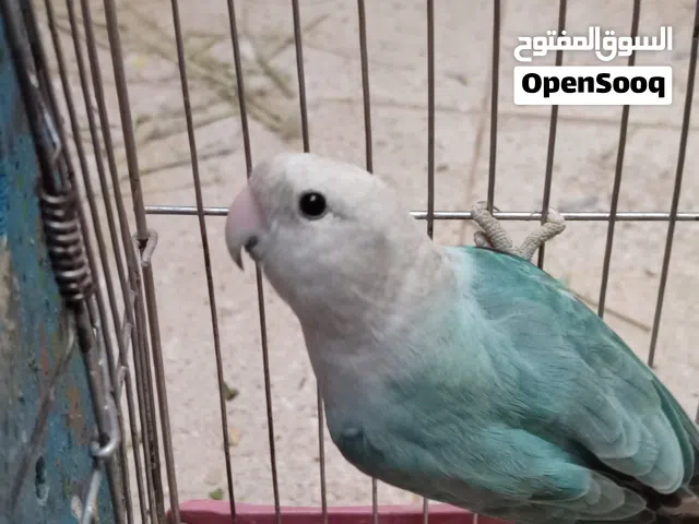 بسم الله تبارك الرحمن انت يا روز اللهم بارك