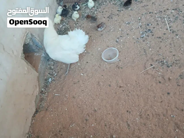 دجاجه عربيه ربي ايبارك تحتها 9