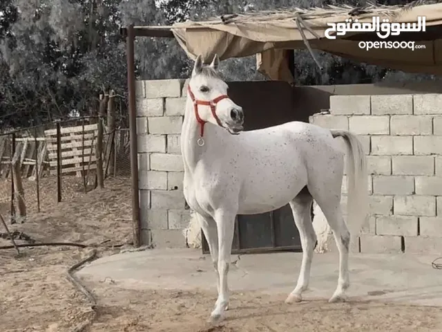 فرس شعبي بيع مستعجل