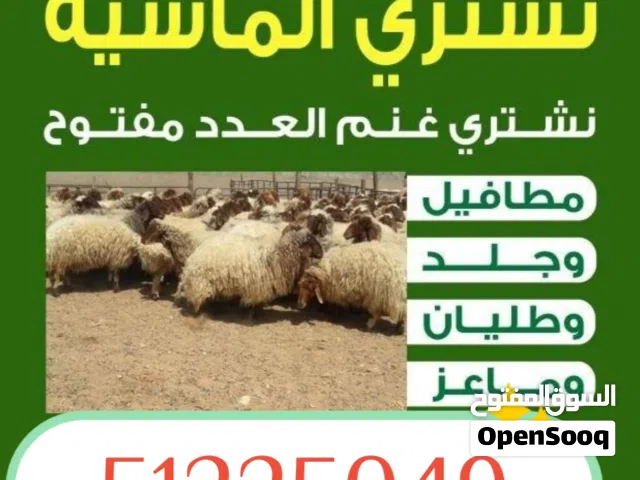 نشترى جميع الماشيه غنم ماعز
