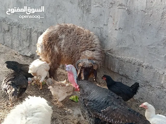 طليان البيع نثايه وفحله يرهمن كصابه حلال خشن وسمين معلوف