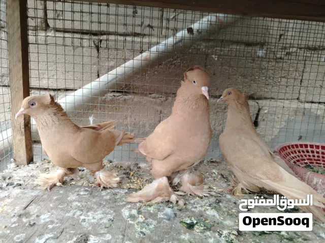 حمام راعب حسب طلبك كلمن وسعرة
