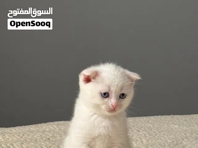 قطط سكوتش فولد للبيع عمرهن شهر ونصف