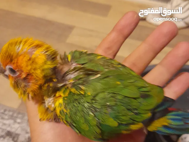 للبيع صنكيور نهاية غر