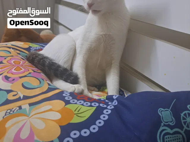 mano local cat free adoption full traind hain