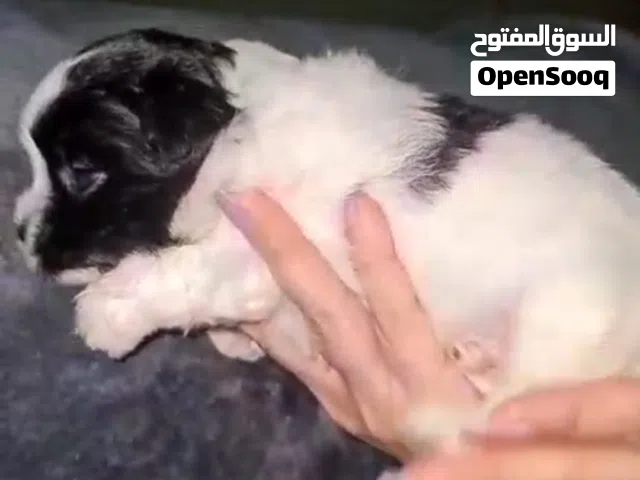ميني جريفو