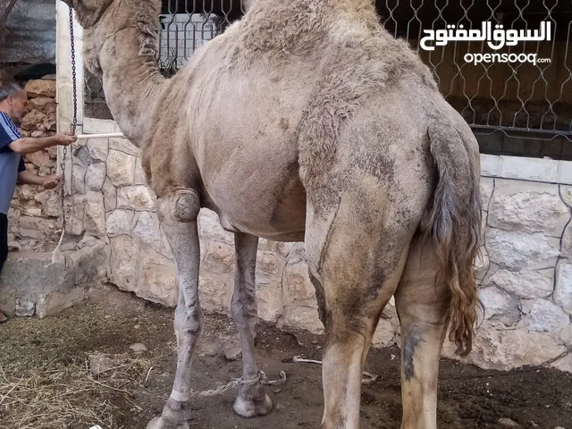 جمل للبيع 000
