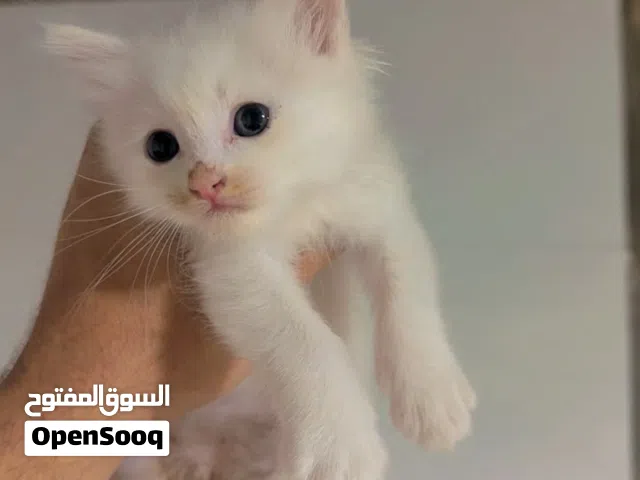 قط شيرازي للبيع ذكر