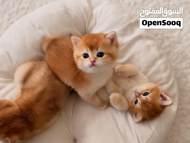 برتش شانشيلا غولدن