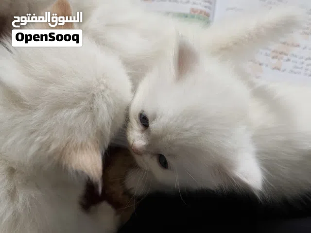 قطط أطراف قصيره لونكـ هير مدنفشات