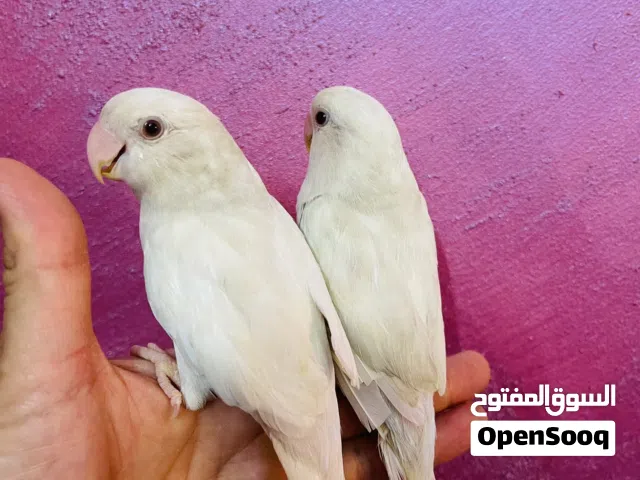 زوج غندور البينو عين حمره