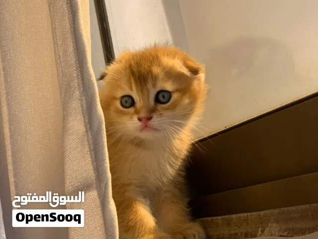 سكوتش فولد قط ذكر ny11 قط انثى ny25 عمر 45 يوم