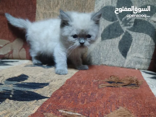 قط هملايه بجننن تبني بسعر رمزي جدا العمر 55 يوم