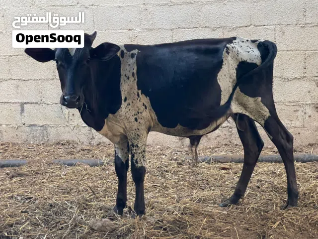 عجل مهجن حجم طيب