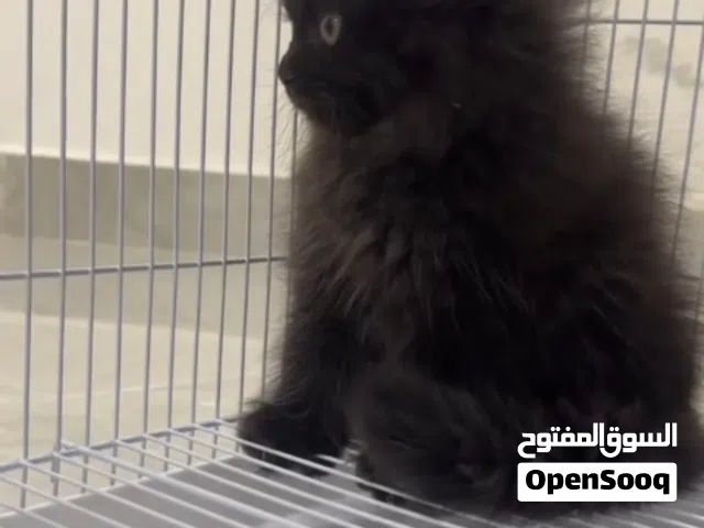 قطه صغيره 5 شهورkitten for sale