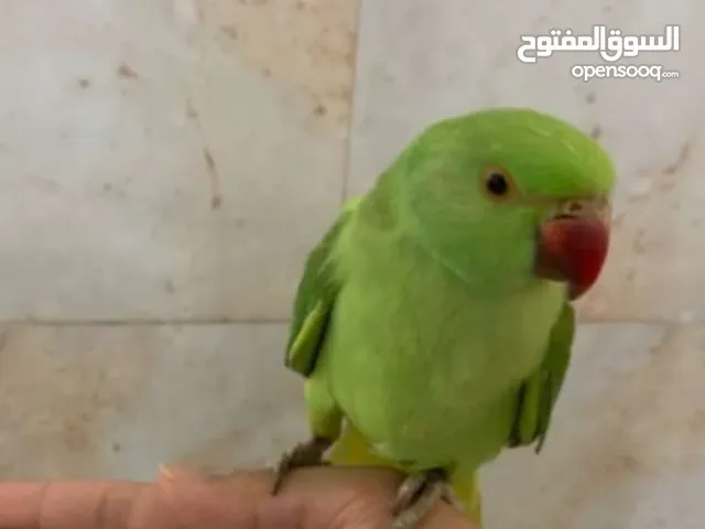 Green Parrot friendly