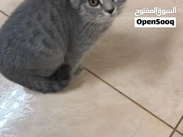 قط  ذكر  جميل  للبيع.. 3 شهور و نصف