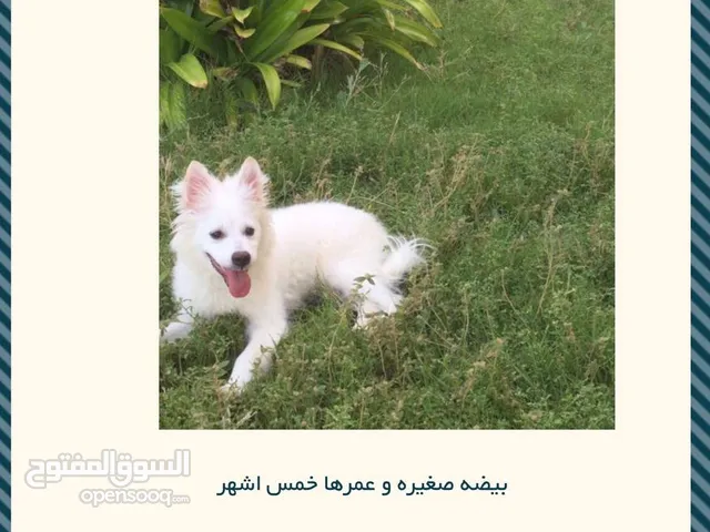 missing dog at ajman aljurf 1,2 كلبه ضايعه الجرف 1،2