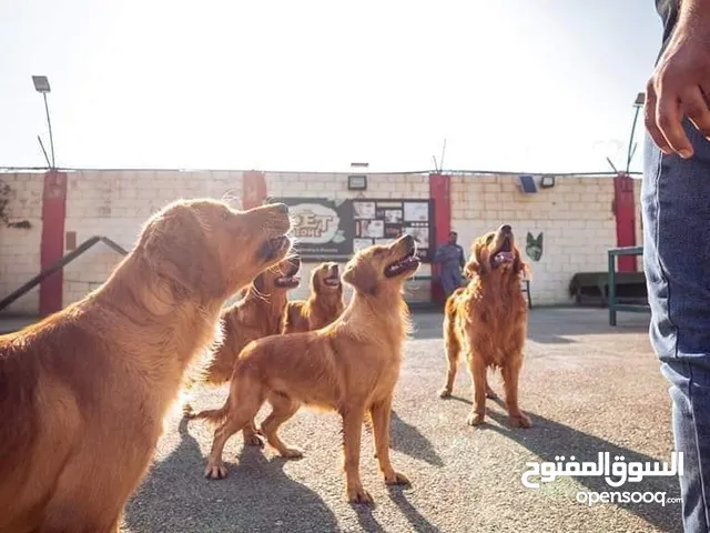 تدريب جميع انواع الكلاب...اكبر مركز لتدريب الكلاب في الاردن