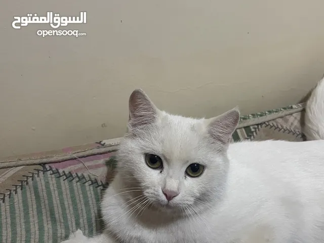 قطة مهجنه للتبني
