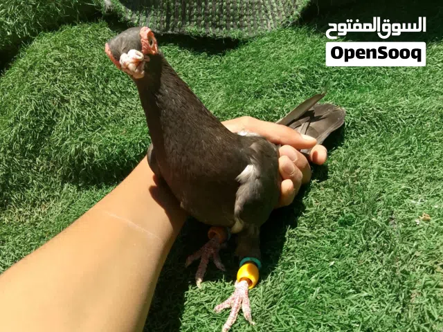 حمام للبيع