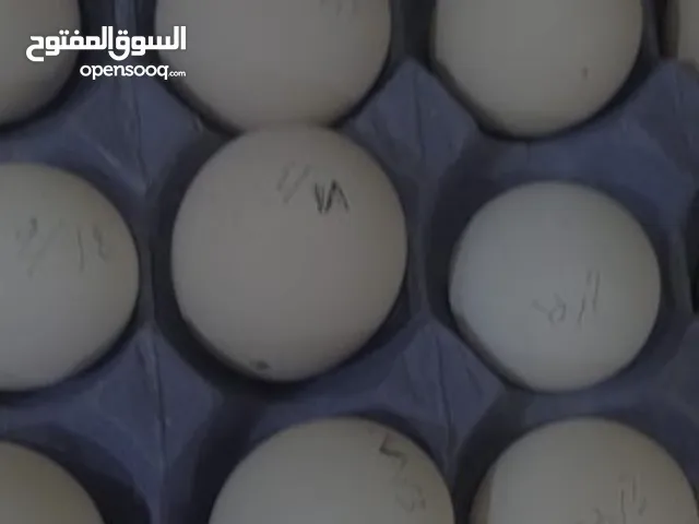 مطلوب بيض دجاج عرب