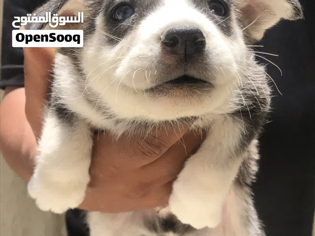 4 جراء هاسكي للبيع"
