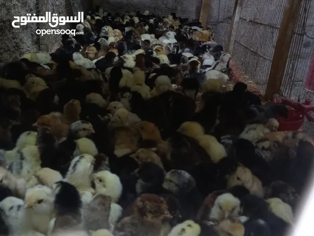يتوفر صوص جاج عمر 4 ايام 3 حبات بدينار