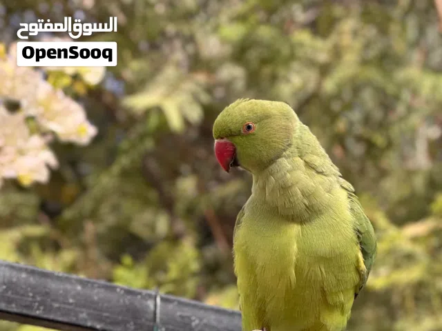 درة هندية خضرا أنثى اليفة جاهزة للتزاوج مع قفص قوي و اكل هدية