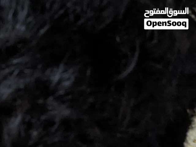 PlayStation 3 PlayStation for sale in Amman