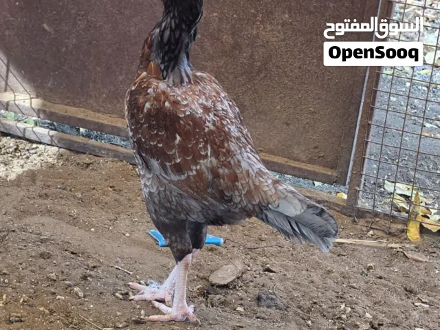 دجاجه منتجه