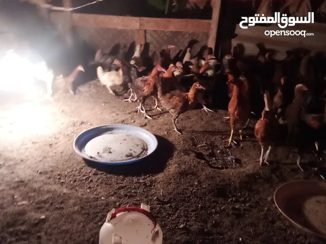 دجاج عماني  العمر أربع شهور وفوق ع ريال ونص