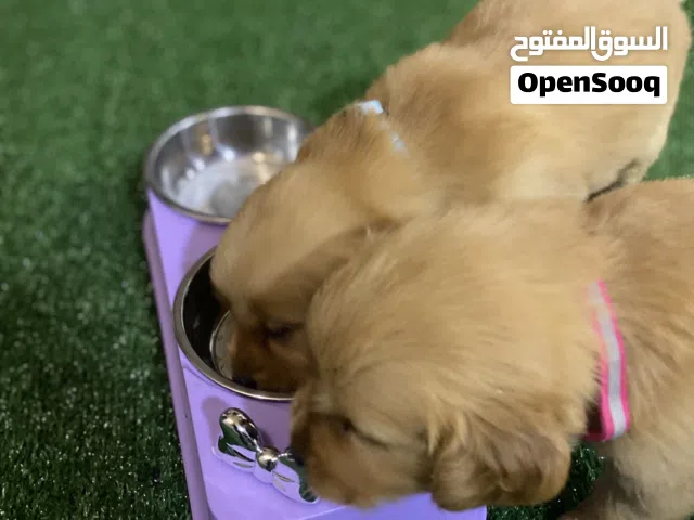 جولدن ريتريفر