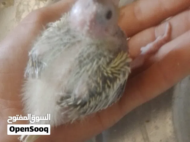 فروخ كوكتيل ترويض للبيع عمره تقريبا 20 يوم