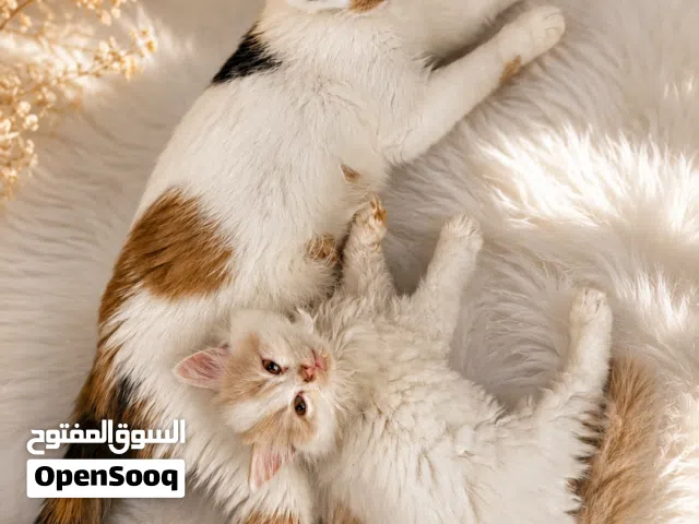 قطط بريتش سكوتش بريسان ميكس