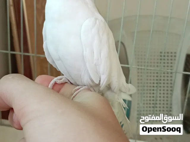 حبه البينو عين حمراء اليف/ه ما بعرف اذا ذكر أو انثى