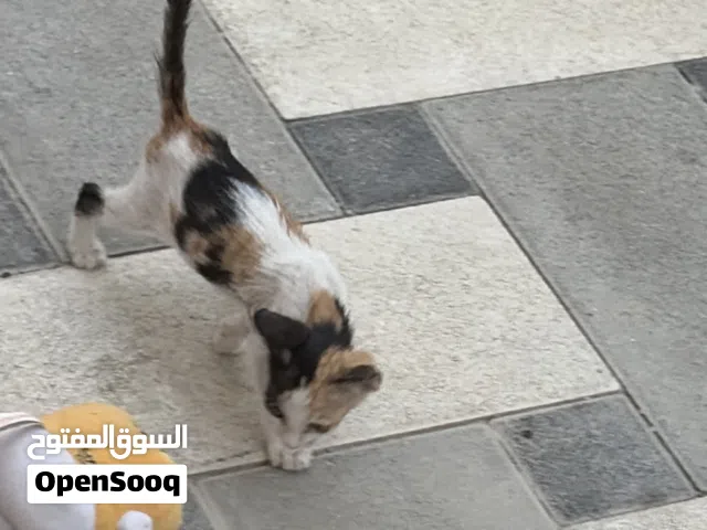 قطه صغيره لونه ابيضّ بني اسود للتبني بسعر رمزي