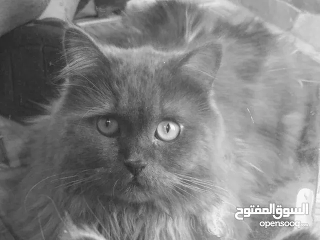 قط للبيع لون رصاصي