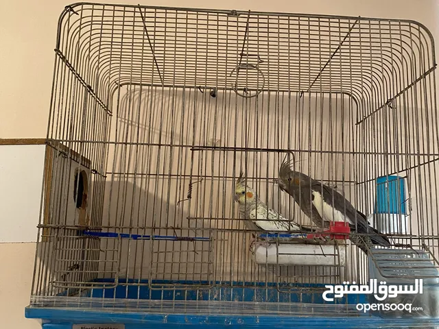كوكتيل جوز مع مطير 45