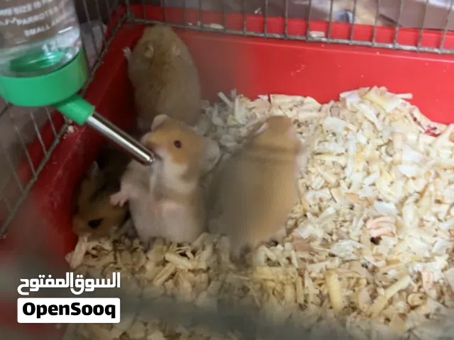 همستر للبيع بسعر رخيص مستعجللل