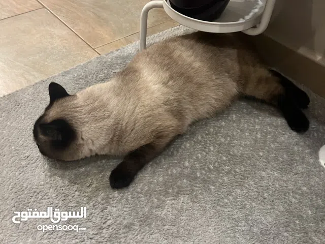 قطوه سيامي  تبني